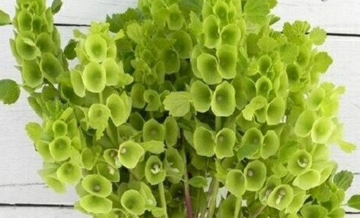 唇形科贝壳花的养殖方法和注意事项？怎么播种？有什么作用？