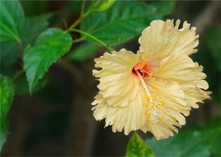 木槿属芙蓉花种植方法有哪些？有什么功效与作用？象征什么？
