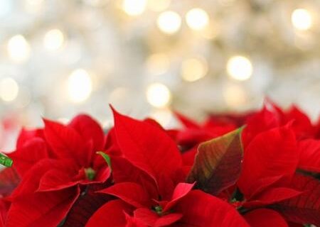大戟属植物一品红种子种植方法有哪些？有什么价值？多少钱一盆？