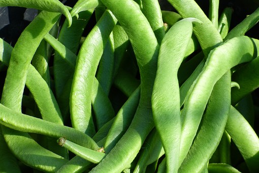 豆科植物芸豆(菜豆)市场价多少钱一斤?什么时候种?什么时候收?种植前景如何?(