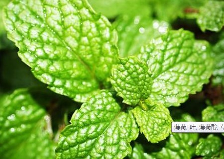 留兰香(又名香薄荷)种子种植方法有哪些?有什么价值?种子多少钱一斤?