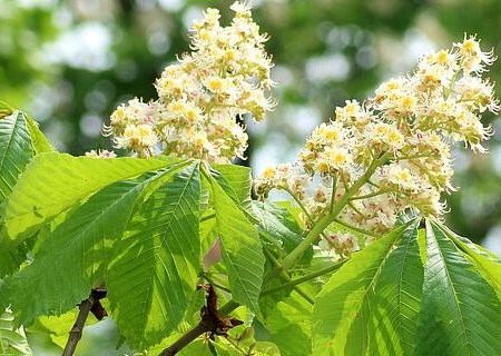 落叶乔木七叶树种子种植方法有哪些?前景怎么样?和菩提树的区别