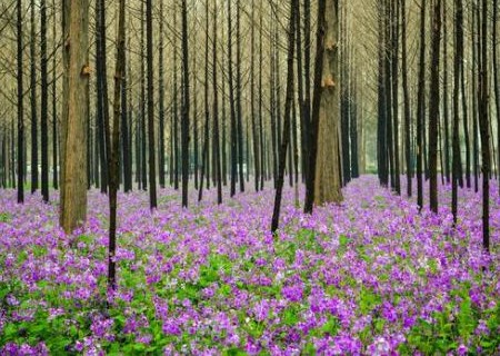 二月兰(又名诸葛菜)种子种植方法有哪些?怎么修剪?种子多少钱一斤?