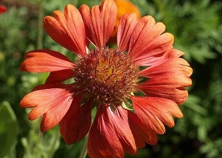 一年生草本植物天人菊种子种植方法有哪些?什时候开花?有什么价值?