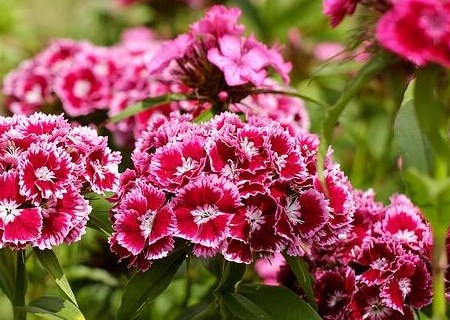 多年生草本五彩石竹种子种植方法有哪些?有什么功效与作用?和夏石竹的区