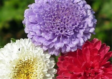 草本植物翠菊种子种植方法有哪些?花语是什么?什么时候播种?