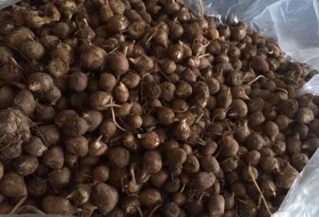 天南星目的半夏多少钱一斤？如何种植？有什么药用价值？