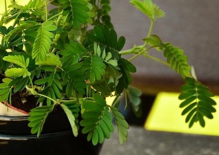 会害羞的含羞草种子种植方法有哪些？都有哪些作用？根对人体有什么好处吗