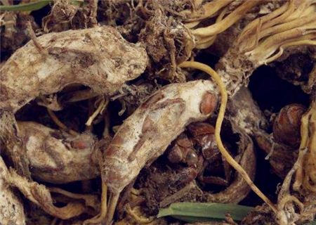 金蝉花（大虫草）价格大概多少钱一斤？哪些人不能吃？主要有哪些功效？怎么种植？
