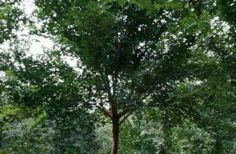 “金锭元宝”元宝枫种植前景如何?栽培技术有哪些?与五角枫的区别在哪里?