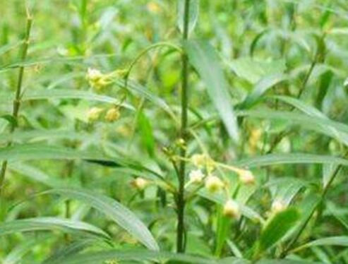 （药用植物）徐长卿价格多少钱一斤？如何种植？有哪些功效及作用？