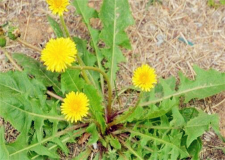 蒲公英市场价格多少钱一斤?种植亩产量多少?附种植方法和时间