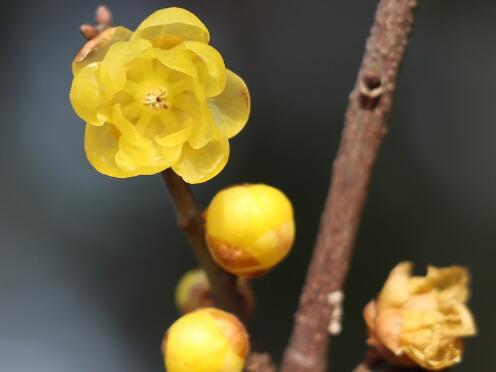 腊梅种子什么时候成熟?如何种植?几年开花?