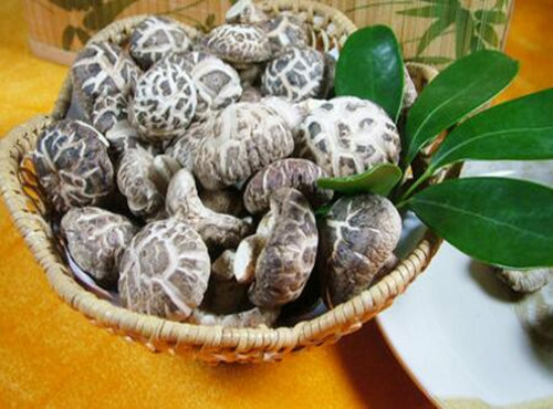 “山珍”花菇产地在哪里?如何种植?干的多少钱一斤?有哪些功效及作用?
