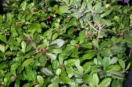 “热带常绿灌木”神秘果树苗价格多少钱一株？种植几年开花结果？怎样做好