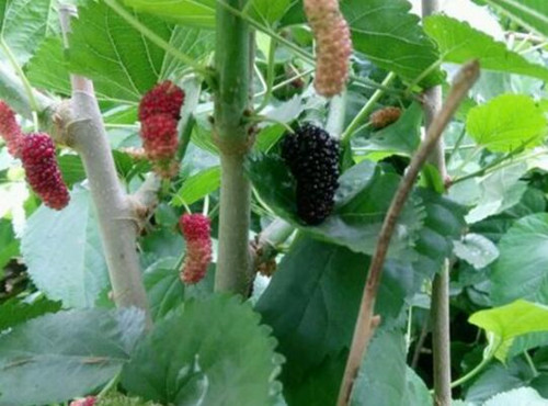 2018种桑树赚钱吗？一亩种植多少株？如何种植？