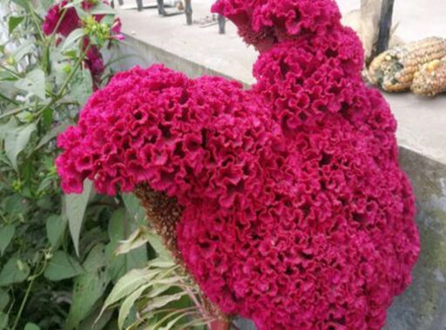 “真爱永恒”鸡冠花种子多少钱一斤?怎么种植?有哪些功效及作用?