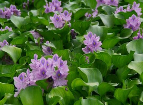 水葫芦是什么植物?怎么种植?能吃吗?有什么作用?