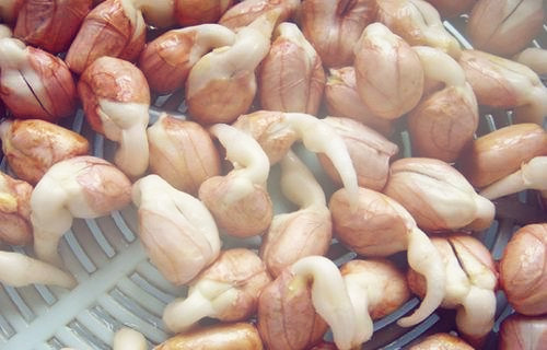 花生芽多少钱一斤?为什么市场不大?怎么种出来的?