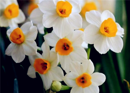 水仙花什么时候开花?如何延长花期?怎么养才长得好?