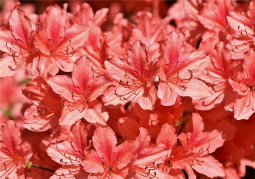 杜鹃花（映山红）怎么养？冬季能开花吗？