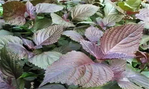 紫苏的种植方法和时间是什么？有哪些注意事项？