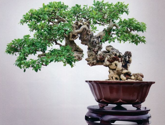 榕树盆景的四季养护技巧