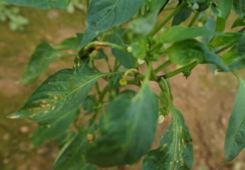 植物非生物性病原及其所致病害识别(生理性病害)