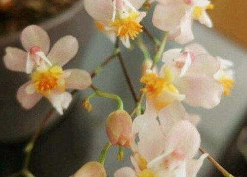 梦香兰种植技术：用什么土栽培好？什么时候种？怎么养才能开花？