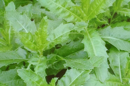 农村野菜刺儿菜（小蓟）的功效与作用有哪些？能治什么病？怎么吃？