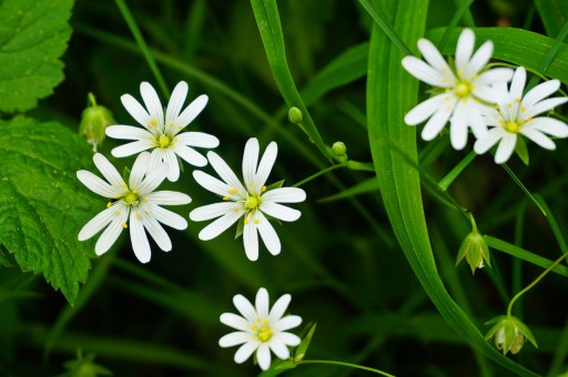 五星花属繁星花有毒吗？一般什么时候开花？可以放在室内养吗？怎么养？