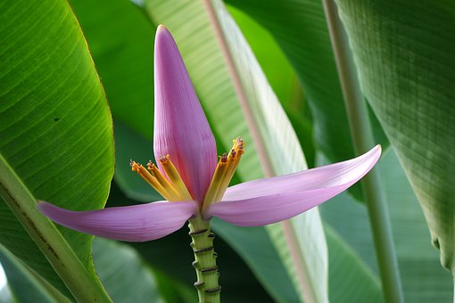 多年生草本植物蕉芋什么时候种？什么时候收？种植效益如何？怎么种？
