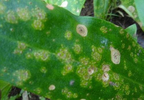 草本植物秦艽叶锈病、根腐病、蚜虫等主要病虫害及防治措施有哪些?