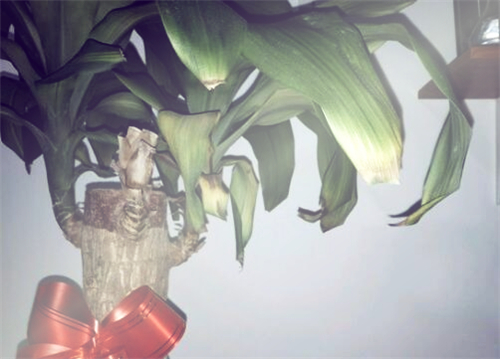 常绿乔木巴西木开花吗?什么时候开花?是什么兆头?怎么养才会开花?
