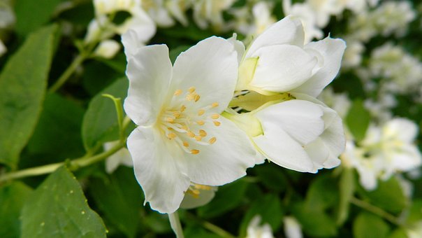 素馨属茉莉花一年开几次花？什么时候开花？市场价多少钱一盆？怎么种？