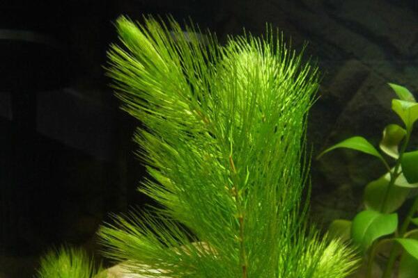 水生植物金鱼藻是有害植物吗？如何固定在鱼缸？什么时候种？怎么种植？