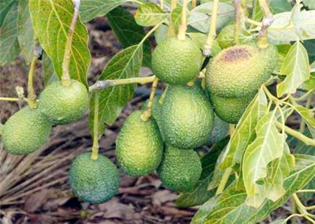 牛油果树怎么种植才结果？附高产栽培技术