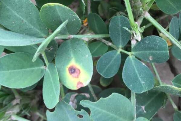 豆科植物花生苗期、盛花期、黄叶、棉铃虫打什么药?怎么才能高产?
