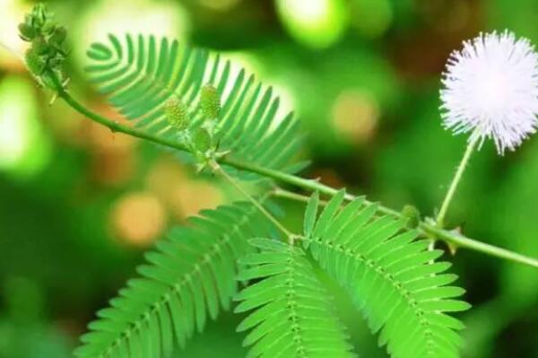 豆科植物含羞草种子价格大约多少钱一斤?多久发芽?什么时候种?种植方法有