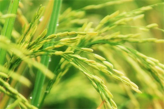 一年生植物水稻恶苗病是什么？怎么引起的？用什么药能治好？