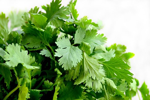 伞形科植物香菜种子什么时候种好?种多久会发芽?怎么种?