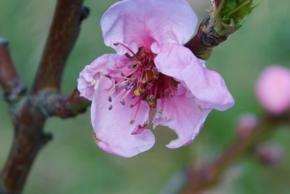 为什么说桃树能辟邪？开花前后、蚜虫、食心虫等虫害打什么药？