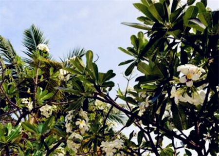 “竹桃科”鸡蛋花树什么时候开花？怎样种植？种植几年开花结果？