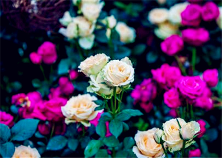“英国国花”玫瑰花是什么时候开花？最适宜在什么时候种植？大棚种植利润