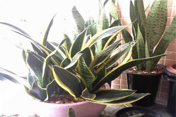 兰花什么时候分株最好?虎皮兰、吊兰、君子兰和墨兰分株时间有何区别?
