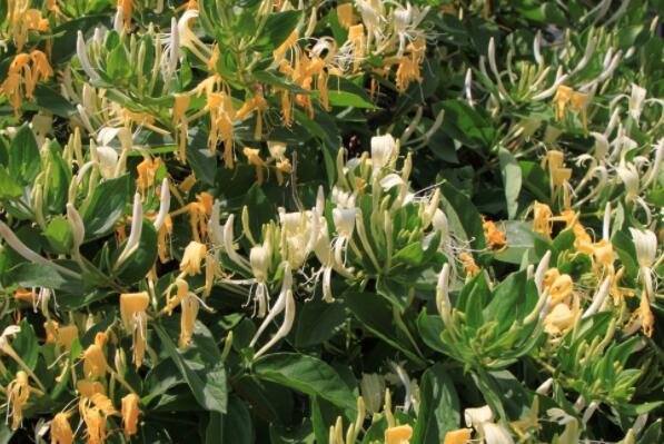 金银花通常亩产量是多少？2018种植赚钱吗？前景和成本利润如何？