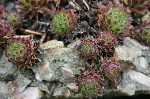 长生草适合什么地方栽培？花期是几月？开完花后会死吗？