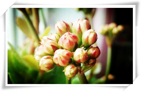 花卉蚜虫、红蜘蛛、介壳虫、立枯病、锈病、白粉病防治技术