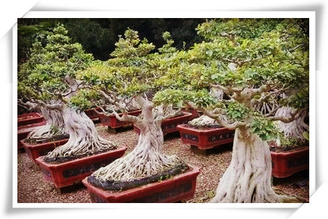 热带木本植物典型代表榕树盆景怎么养才粗壮？