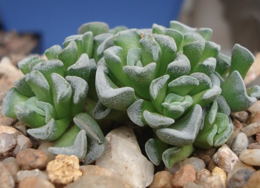 皱叶球根植物如何养护Drimiaundulata